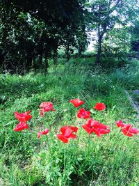 Red poppy flowers blooming on field