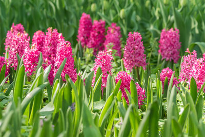 Field of pink blooming hyacinth flowers in spring garden