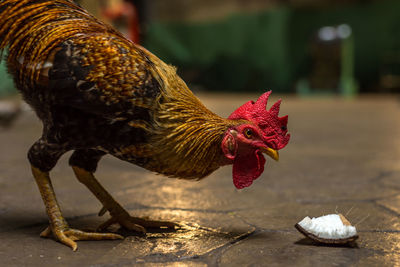 Side view of a rooster