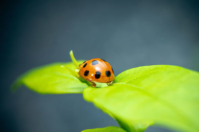 ladybug