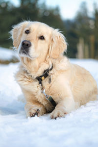 Portrait of dog looking away on snow