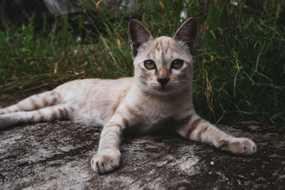 The cat is relaxing while lying on the floor