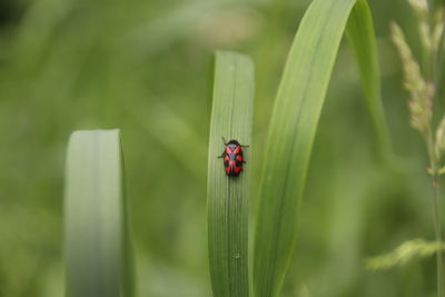 Close-up of ladybug on leaf