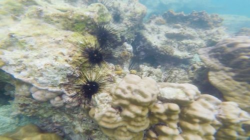 High angle view of coral in sea