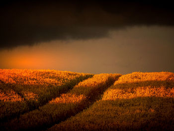 Scenic view of field against sky