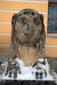 Close-up of a dog