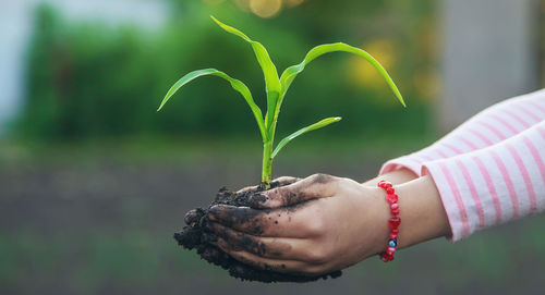 Close-up of hand holding plant