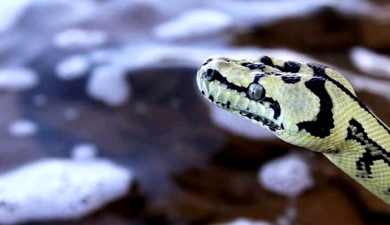 CLOSE-UP OF TURTLE