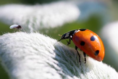 ladybug