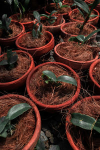 Orchids in nursery on clay pots