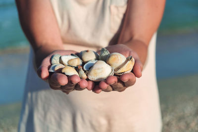 Hands holding sea shells. seashells in hands.