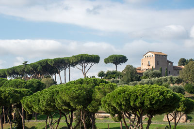 Trees and plants against sky