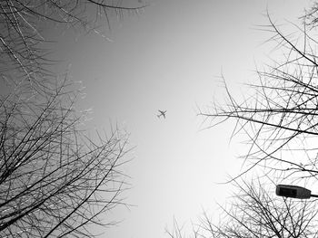 Low angle view of bare tree against the sky