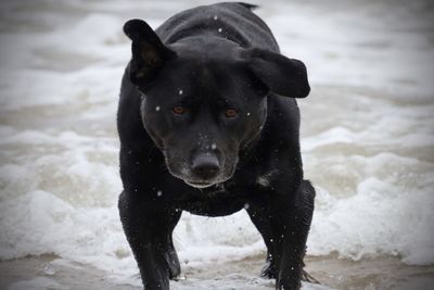 Close-up of dog