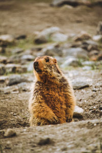 Marmot looking away on rock
