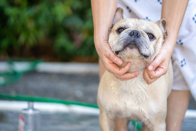 Cute french bulldog taking a bath outdoor.