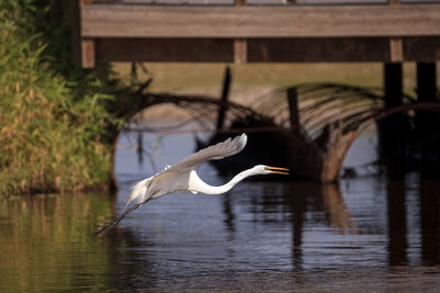 Flying great white egret ardea alba wading bird at myakka state park in sarasota, florida