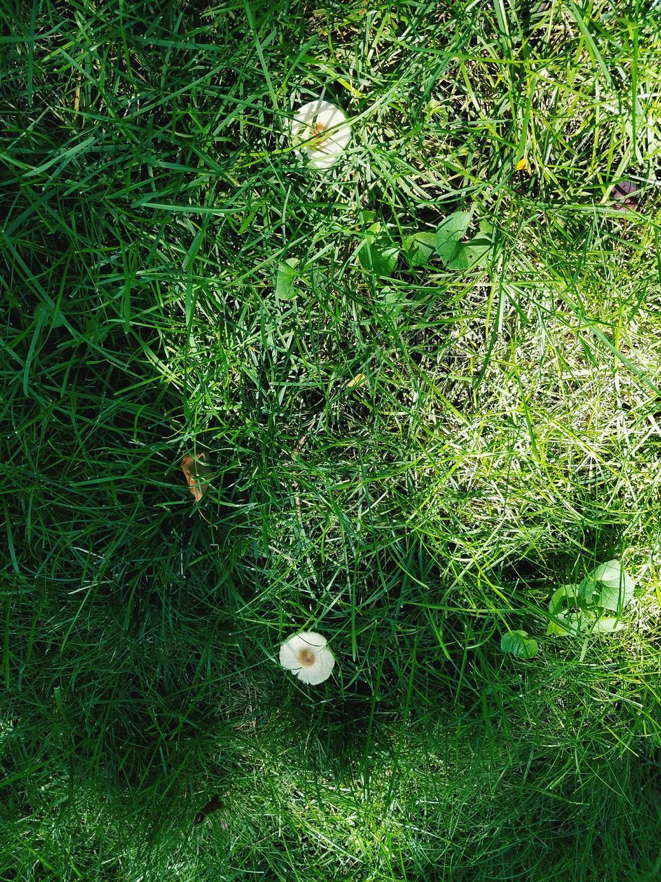 growth, green color, fragility, nature, grass, plant, beauty in nature, field, flower, uncultivated, tranquility, full frame, freshness, day, outdoors, growing, botany, green, grass area, no people, in bloom, tranquil scene, remote, scenics