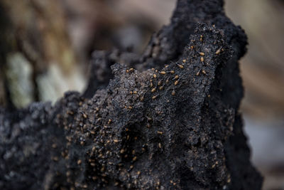 Close-up of lichen on tree trunk