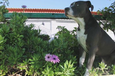 Dog against plants