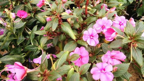 Pink flowers blooming outdoors