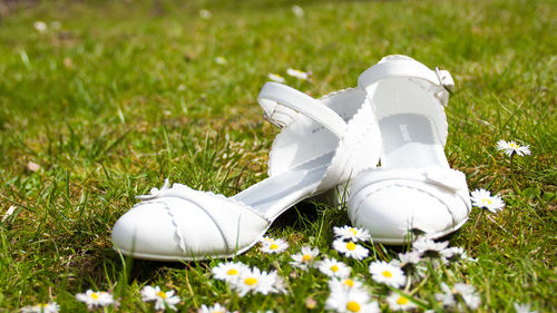 Close-up of white sandals by daisy flowers on grass