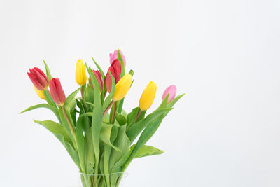 Close-up of tulip against white background