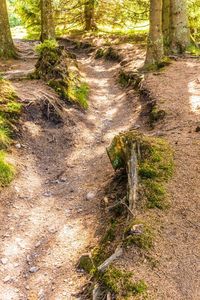 Plants growing on dirt road in forest