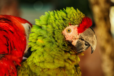 Close-up of parrot