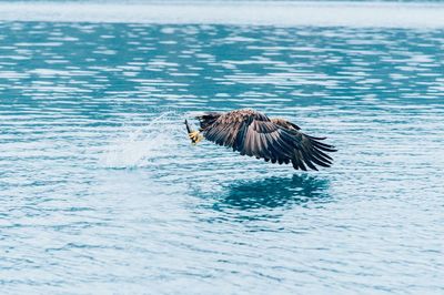 Bird flying over sea