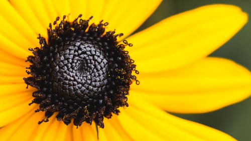 Close-up of sunflower blooming outdoors