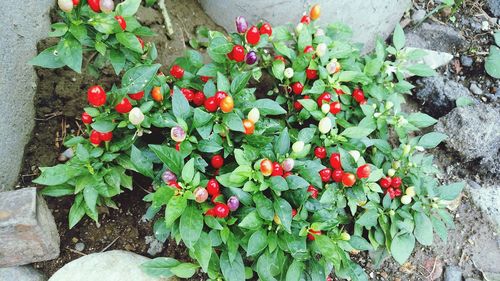 High angle view of plants