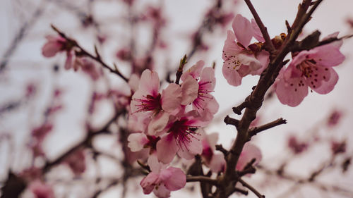 Close-up of pink cherry blossom