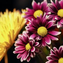 Close-up of yellow flower