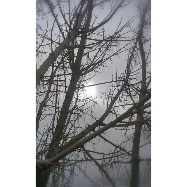 transfer print, low angle view, bare tree, auto post production filter, clear sky, built structure, sky, tree, connection, branch, architecture, silhouette, outdoors, day, no people, nature, bridge - man made structure, power line, tower, tall - high