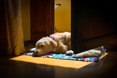 Dog lying down on door