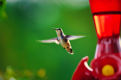 hummingbird