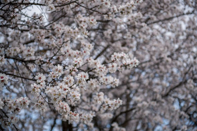 Low angle view of cherry blossom tree