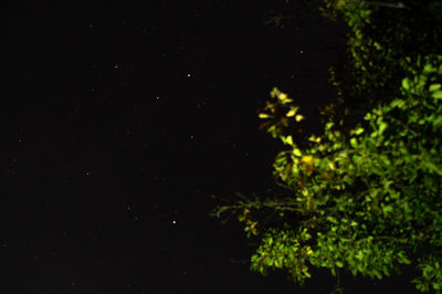 Low angle view of tree against sky at night