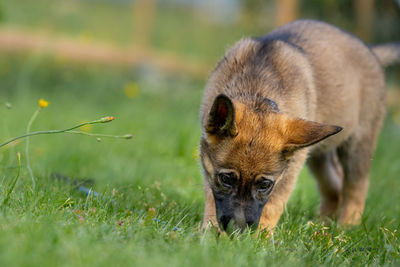 Portrait of an animal on field