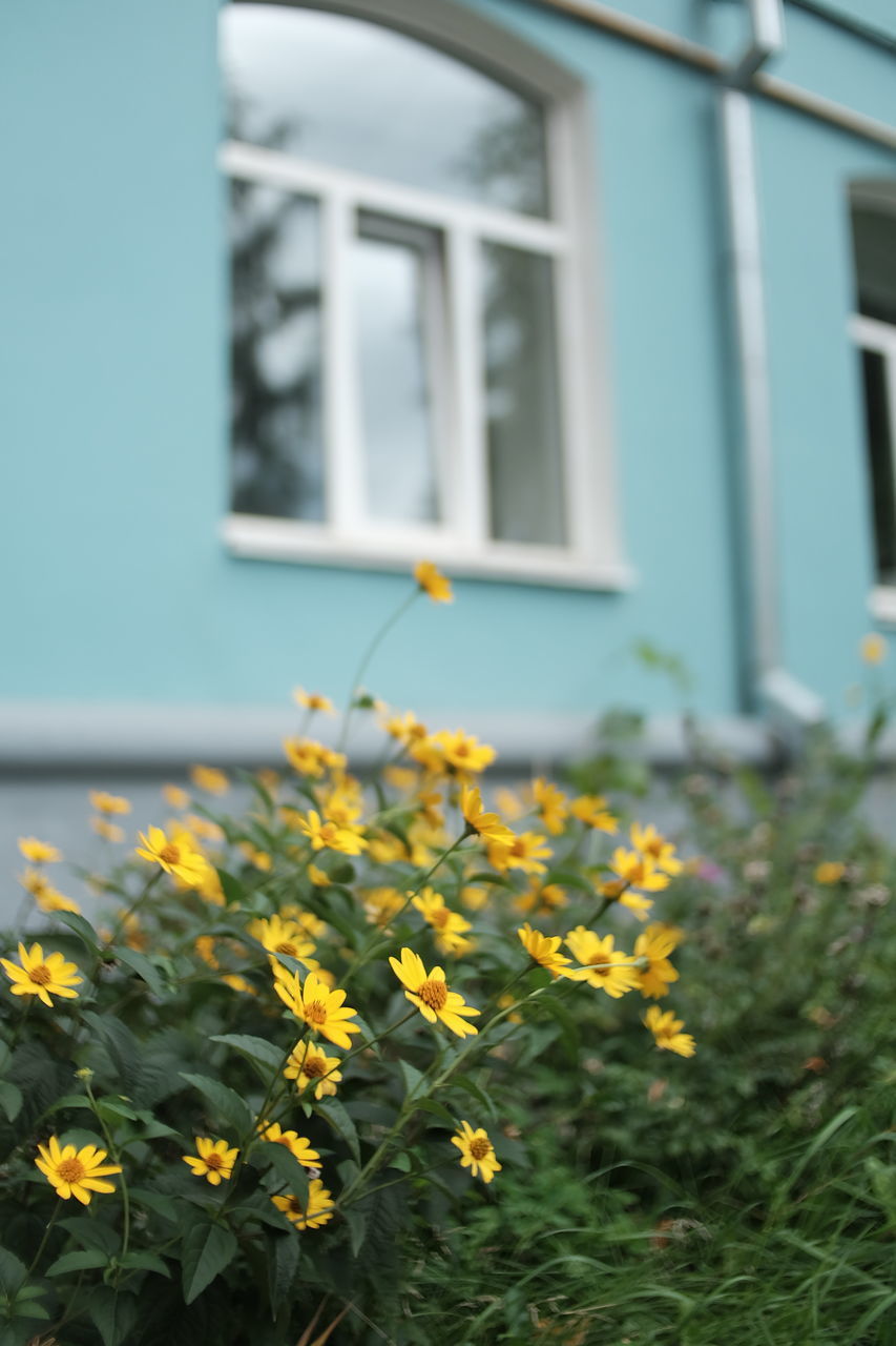 CLOSE-UP OF YELLOW FLOWERING PLANT BY HOUSE WINDOW