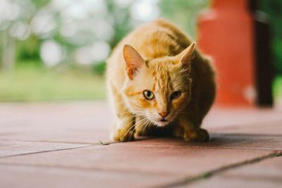 Portrait of cat on footpath