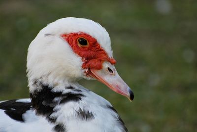 Close-up of duck