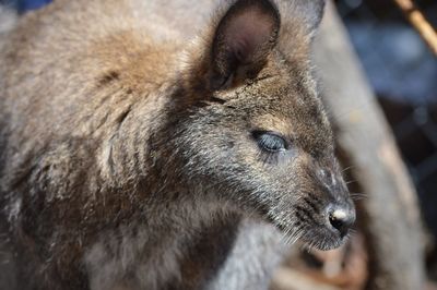 Close-up of young kangaroo