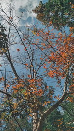 Low angle view of tree against sky during autumn