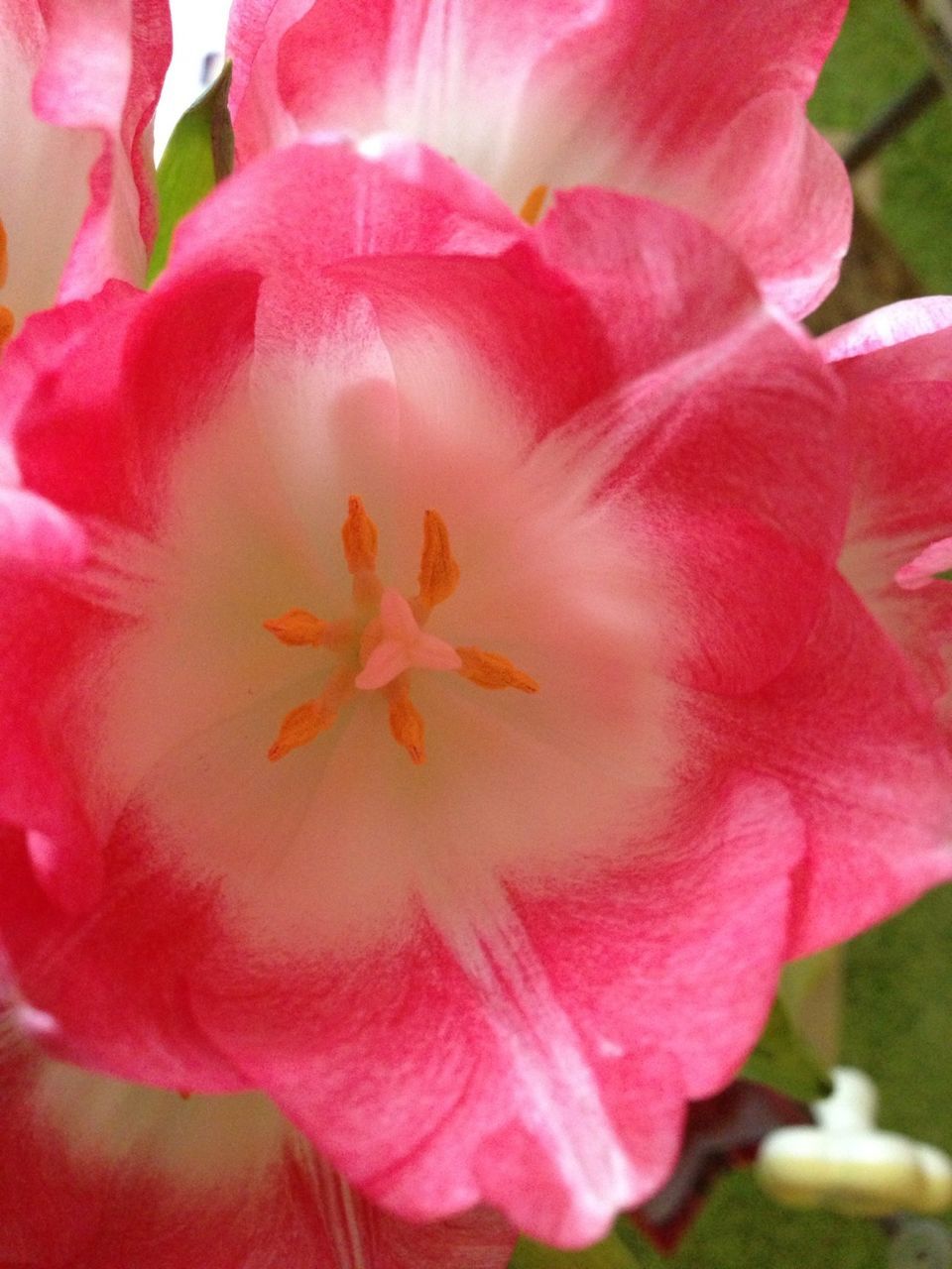 flower, petal, freshness, flower head, fragility, pink color, beauty in nature, close-up, growth, nature, blooming, single flower, stamen, focus on foreground, pink, red, pollen, in bloom, plant, blossom