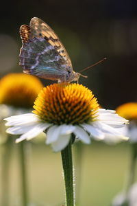 Close-up of butterfly pollinating on flower