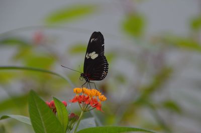 Close-up of butterfly pollinating on flower