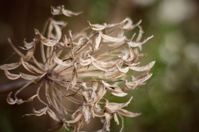 Close-up of flowers