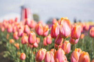 Close-up of flowers blooming in field